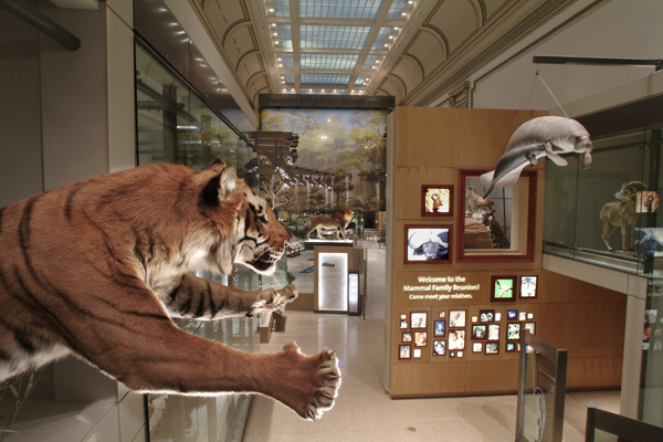 Mammals Hall Exhibit