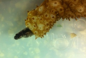 2012-08-08 17.13.09_holothurian_cropped