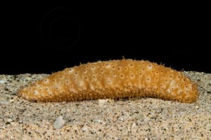 Holothuria lentiginosa