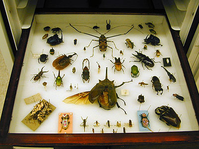entomology_day28