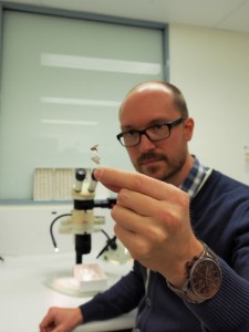 9-2451899-qld170814fruitflies_t460