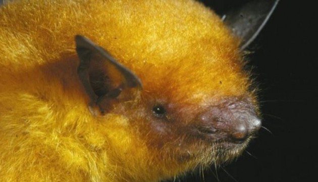myotis_midastactus-e1407432262585-630x361
