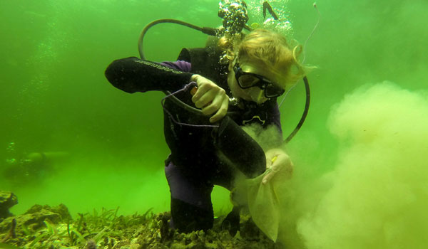 Intern, Erin Dillion sifts through sediment to determine where the sharks of the Caribbean have gone.