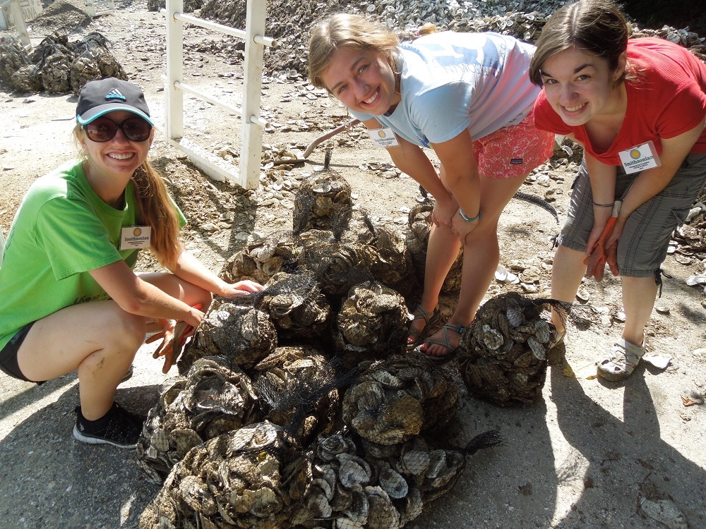 Julianne Rolf, Josie Whelan, and Addie Schlussel stuffed 15 mesh sacks with oyster shells