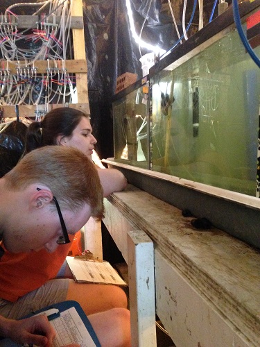 Ken Wesley and Laurel Martinez watch fish in tanks during a Room of DOOM project.