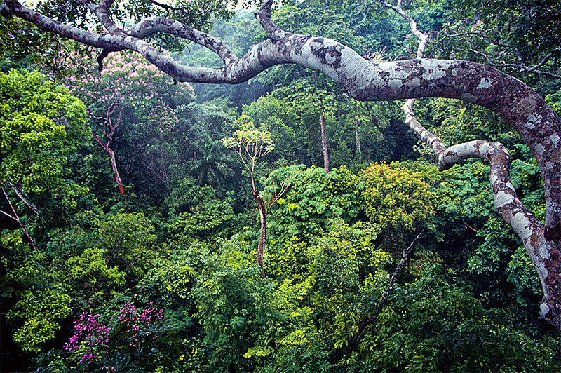 Panama_rainforest_800